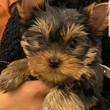 Available yorkie puppies for sale? Yorkie Puppies For Sale Near Me Yorkie Puppy For Sale Yorkie Puppy Yorkie