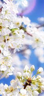 White apple flowers, blossom, spring ...