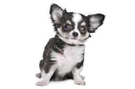 long haired chihuahua puppy background