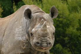 Image result for rhino