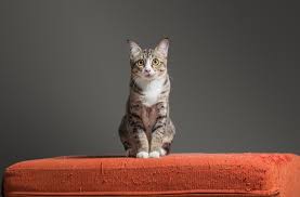 Creating easy climbing spots as well as giving cats more attention and exercise can also help keep your pet from scratching your valuables. How To Cat Proof Your Couch Petmd