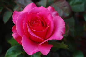 Картинки по запросу images of rose