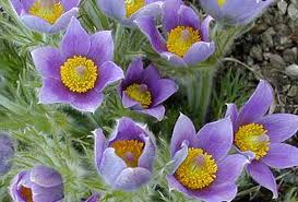 Името на растението съсънка (anemone), или и бяло произлиза от гръцката дума, която в превод означава „дъщеря на ветровете. Ssnka Anemone Narcissiflora Receptite Na Baba