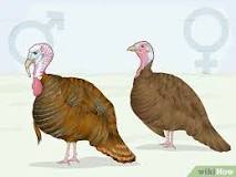 do-female-turkeys-fan-their-tails