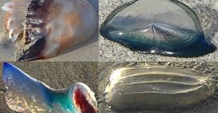 How To Identify Types Of Jellyfish Species In Florida