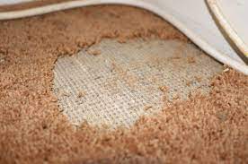 identifying carpet beetle damage