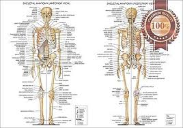 New Anatomical Diagram Chart Guide Skeleton Human Anatomy Print Premium Poster Ebay