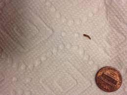 bathroom may be carpet beetle larva