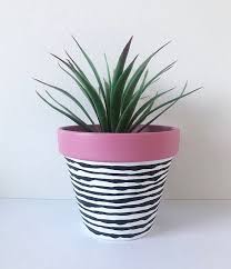 zebra print pink zebra plant pot