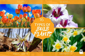 16 types of bulb plants names
