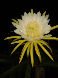 flower from the heaven kadupul