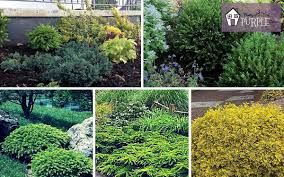 evergreen shrubs the most important