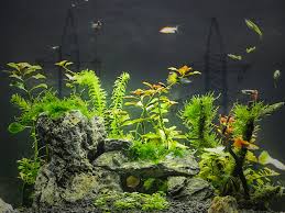 Fish Tank Aquarium Running Cost