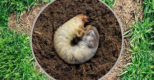 grub worms in your lawn