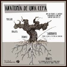 Cepa — cȅpa ž <g mn cȇpā> definicija jez. Anatomia De Una Cepa Bodegas Valduero D O Ribera Del Duero