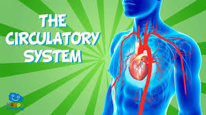 The Circulatory System Educational Video For Kids