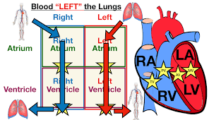 This provides a clear explanation of the working of the human heart and is very simple and easy to download. Heart Anatomy Labeled Diagram Structures Blood Flow Function Of Cardiac System Ezmed