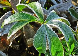Protecting Plants In Cold Weather