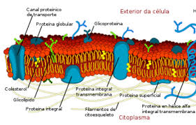 retículo endoplasmático granular e