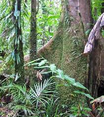 tropical rainforest floor layer facts