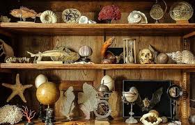 cabinets of curiosities famous le