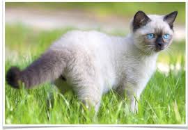 All available kitties for sale kitties for adoption retired breeding cats breeding cats. Balinese Kittens For Sale Male Female Balinese Cats For Sale In New York United States Profile Id 25553