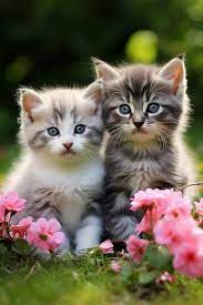 kitten images free on freepik