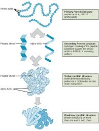 structure and functions of proteins