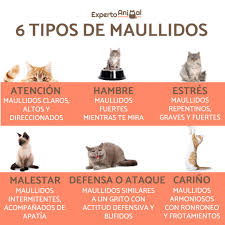 ExpertoAnimal - ¡Aprende a reconocer los maullidos de tu gato! Más  información aquí 👉https://bit.ly/33y5gR2 | Facebook