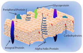 engineering lipid bilayer membranes