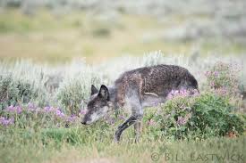 Gray wolf in yellowstone, 06 alpha female; Gray Wolf In Wildflowers Yellowstone National Park Wolves
