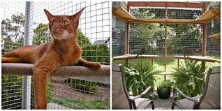 you could win a diy catio plan the