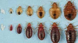 does dry cleaning kill bed bugs a