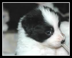 cute border collie puppy royalty