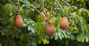 Image result for pachira insignis fruit