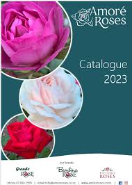 amore roses rose bush nursery nz