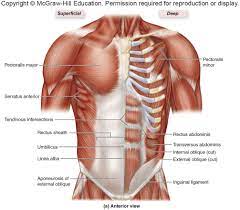 ᐈ chest muscle anatomy diagram stock vectors royalty muscles ilrations on depositphotos. Chest Muscles Pictures Mcgraw Hill Diagram Quizlet
