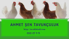 Больше не работает: Yumurtalık Tavuk-civciv-hindi Satışı Ahmet Şen ...