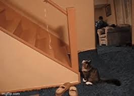 cat climbing flip