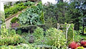 Prosperity Of A Home Garden Programme