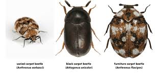 get rid of carpet beetles naturally