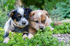 Australian Cattle Dog Dog Breed Information