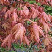 Grows to 8' in 10 yrs. Photo Of The Leaves Of Japanese Maple Acer Palmatum Amber Ghost Posted By Kniphofia Garden Org
