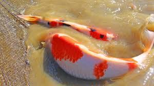 koi fish grow so fast in a mud pond