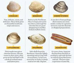 Clams Types Chart Of Different Clams Types