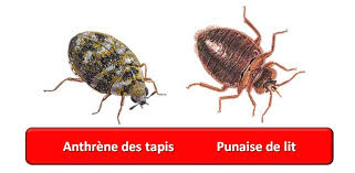 Check spelling or type a new query. Faire La Difference Entre Une Punaise De Lit Et Une Anthrene Des Tapis