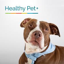 Webmd veterinary experts provide comprehensive information about pet health care, offer nutrition and feeding tips, and help you identify illnesses in pets. Westlake Animal Hospital