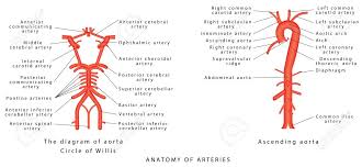Arteries of the trunk include the. Anatomy Of Arteries The Diagram Of Aorta Internal Carotid Royalty Free Cliparts Vectors And Stock Illustration Image 143847152