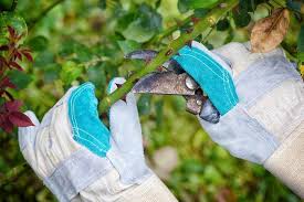 The Best Gardening Glove For Thorns