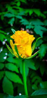 rose bonito flower nature yellow